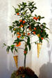 Kumquat tree decorated at Destrehan Plantation. Destrehan, LA.