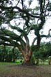 Oak tree at Destrehan Plantation. Destrehan, LA.