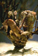 Lined seahorses in New England Aquarium. Boston, MA.