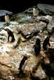 Rockhopper Penguins , native to subarctic regions, in New England Aquarium. Boston, MA.