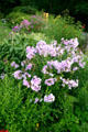 Flowers in Smith College botanical garden. Northampton, MA.