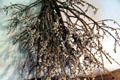 Bay berries used to make candles at Hoxie House. Sandwich, MA.