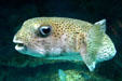 Box fish at National Aquarium. Baltimore, MD.