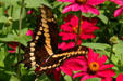 Swallowtail butterfly at Hidden Lake Gardens. MI.