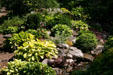 Rock garden with hostas at Hidden Lake Gardens. MI.