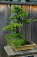 Tree bonsai at Hidden Lake Gardens. MI.