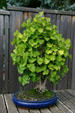 Gingko bonsai at Hidden Lake Gardens. MI.