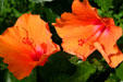 Hibiscus at Hidden Lake Gardens. MI.