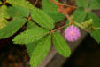 Sensitive plant at Hidden Lake Gardens. MI.