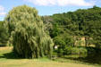Weeping willow at Hidden Lake Gardens. MI.