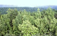 Overview of cottonwood forest of Sleeping Bear National Park. MI.