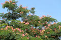 Flowering tree in Cherokee-Lemp Historic District. St. Louis, MO.