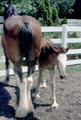Colt Clydesdale horse peaks around its mother at horse farm near Grant National Historic Site. St. Louis, MO.