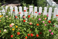 Flowers against picket fence at Mudd's Grove. St. Louis, MO.
