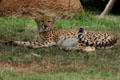 Cheetah at St. Louis Zoo. St Louis, MO.