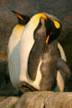 King Penguin at St. Louis Zoo. St Louis, MO.