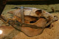 Skull of mule drowned on sinking at Steamboat Arabia Museum. Kansas City, MO.