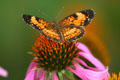 Butterfly at George Washington Carver's Birthplace National Monument. Diamond, MO.