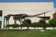 Bronze cast of T-Rex skeleton at Museum of the Rockies. Bozeman, MT.