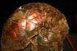 Placenticeras fossil at Museum of the Rockies. Bozeman, MT.