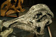 Hypacrosaurus stebineri skull at Museum of the Rockies. Bozeman, MT.