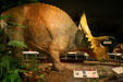 Sculpture of Torosaurus latus from Late Cretaceous by Matt Smith at Museum of the Rockies. Bozeman, MT.