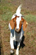 Goat with brown ears wanders Stuhr Museum Village. Grand Island, NE