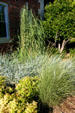 Grasses on University of Nebraska Kearney campus. Kearney, NE.