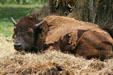 Buffalo kept at Scout's Rest, just as Cody kept them between show seasons. North Platte, NE.