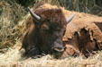 Buffalo at Scout's Rest where Cody herded them for his Wild West show. North Platte, NE.