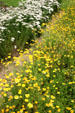 Pastel yarrow & dyer's chamomile plants in garden of Canterbury Shaker Village. NH.