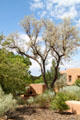 Landscaping of Museum Hill. Santa Fe, NM.