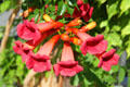 Flowers on walkway at Santa Fe Railyard. Santa Fe, NM.