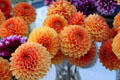 Marigolds at Sunday Santa Fe Farmers Market. Santa Fe, NM
