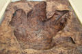 Cast of Tyrannosaurus rex track found in New Mexico at New Mexico Museum of Natural History & Science. Albuquerque, NM.