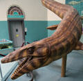 Mosasaur marine reptile life-size model by Steven Czerkas at New Mexico Museum of Natural History & Science. Albuquerque, NM.
