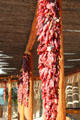 Chili pepper bunch at Visitor Center of Petroglyph National Monument. Albuquerque, NM.