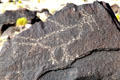 Petroglyph with bird at Petroglyph National Monument. Albuquerque, NM.