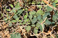 Poisonous Jimsonweed at Petroglyph National Monument. Albuquerque, NM.