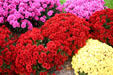 Flowers of conservatory of Botanical Gardens. Buffalo, NY.