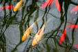 Koi swim in pond in conservatory of Botanical Gardens. Buffalo, NY.