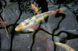 Koi swim in pond in conservatory of Botanical Gardens. Buffalo, NY.