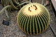 Barrel cactus in conservatory of Botanical Gardens. Buffalo, NY.