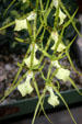 White & green orchids in conservatory of Botanical Gardens. Buffalo, NY.