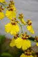 Yellow orchids in conservatory of Botanical Gardens. Buffalo, NY.