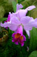 Orchid in conservatory of Botanical Gardens. Buffalo, NY.