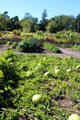 Melons in Fort Ticonderoga Garrison Gardens. Ticonderoga, NY.