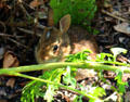 Small rabbit in garden of Lefferts Homestead museum. Brooklyn, NY.