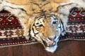 Tiger skin in Alice's bedroom at Roosevelt's House Sagamore Hill NHS. Cove Neck, NY.