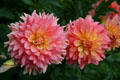 Pink & yellow dahlias at Toledo Botanical Garden. Toledo, OH